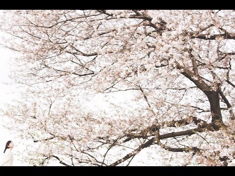 CURTAIN CALL / haruka nakamura 「ガウディとサグラダ・ファミリア展」NHKスペシャル「サグラダ・ファミリア2023 ～ガウディ 100年の謎に迫る～」テーマソング