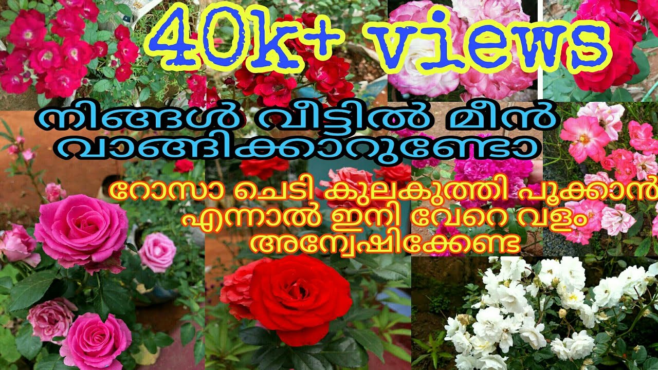 roseplant caring/റോസാ ചെടിയിൽ കുല നിറയെ പൂക്കൾ ഉണ്ടാവാൻ ഉള്ള ചില പൊടിക്കൈകൾ