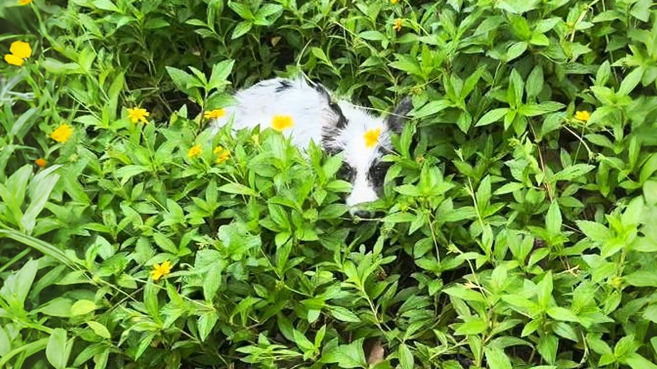 В тот миг, когда я решила её спасти, я увидела, как она плачет...