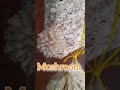 mushroom cultivation // मशरूम शेती 🤯😱...#shorts #trending #viral #reels