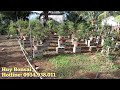 ♧Huy Bonsai♧ (sdt:0934.938.011) Cây thành phẩm bán giá phôi