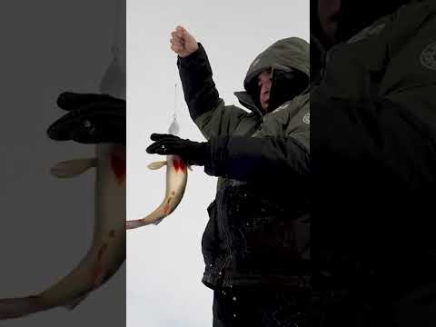 🎣 Спасибо водяному! Рыбалка на Крайнем Севере #ямал #природа #рыбалканаозере