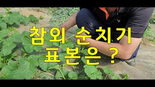 참외 순치기는 이렇게 합니다