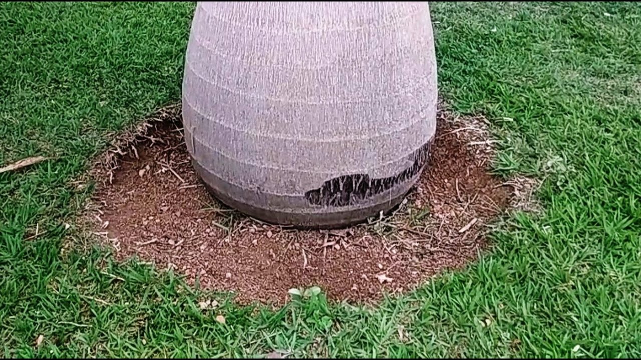 PALMEIRA IMPERIAL  E PROPINA NO BRASIL VEJA ISSO