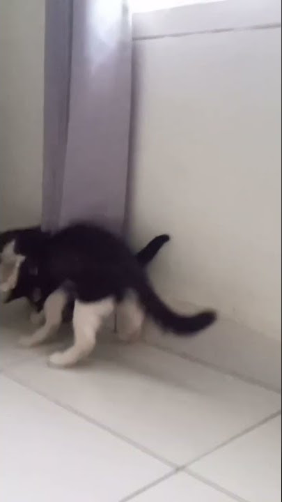 KUCING MENJERIT-JERIT