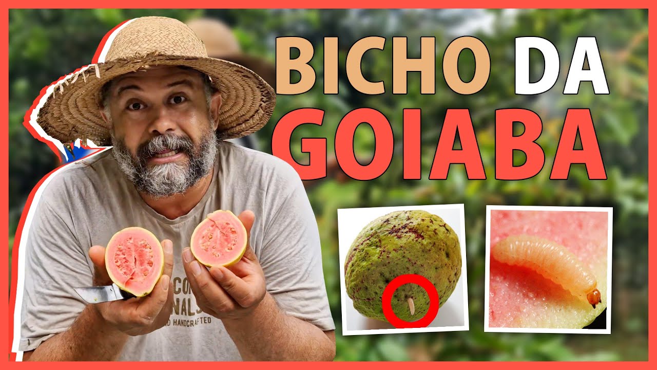 Como acabar com bicho na goiaba