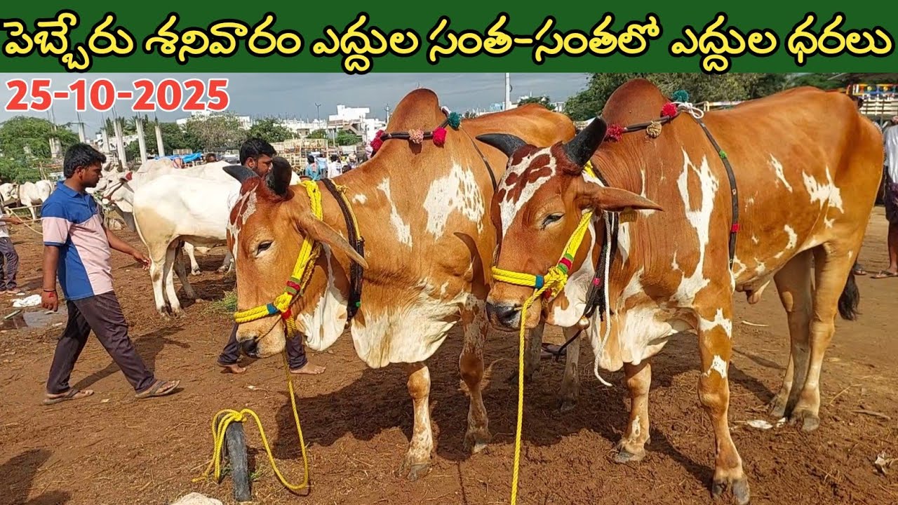 పెబ్బేరు శనివారం ఎద్దుల సంత | Pebbair Saturday Bulls market | Oxen prices | 25-10-2025 