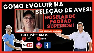 COMO EVOLUIR NA SELEÇÃO DE AVES! 📱