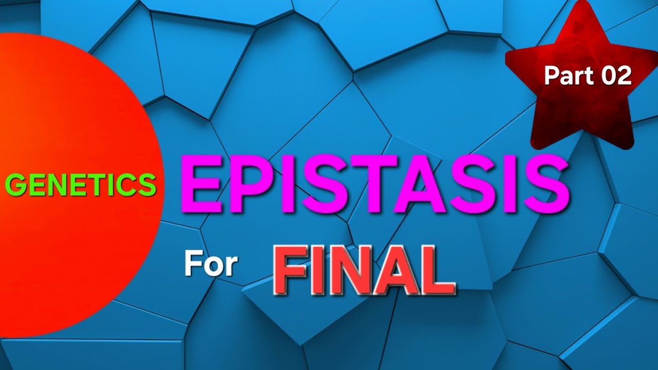 Genetics discussion for final part 2 ( EPISTASIS) - YouTube
