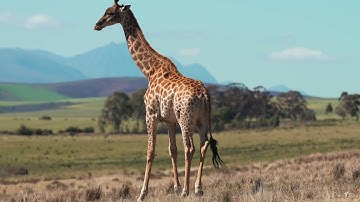 Giraffe run in jungle | Giraffe walk | Giraffe funny running | Giraffe running |#Giraffe