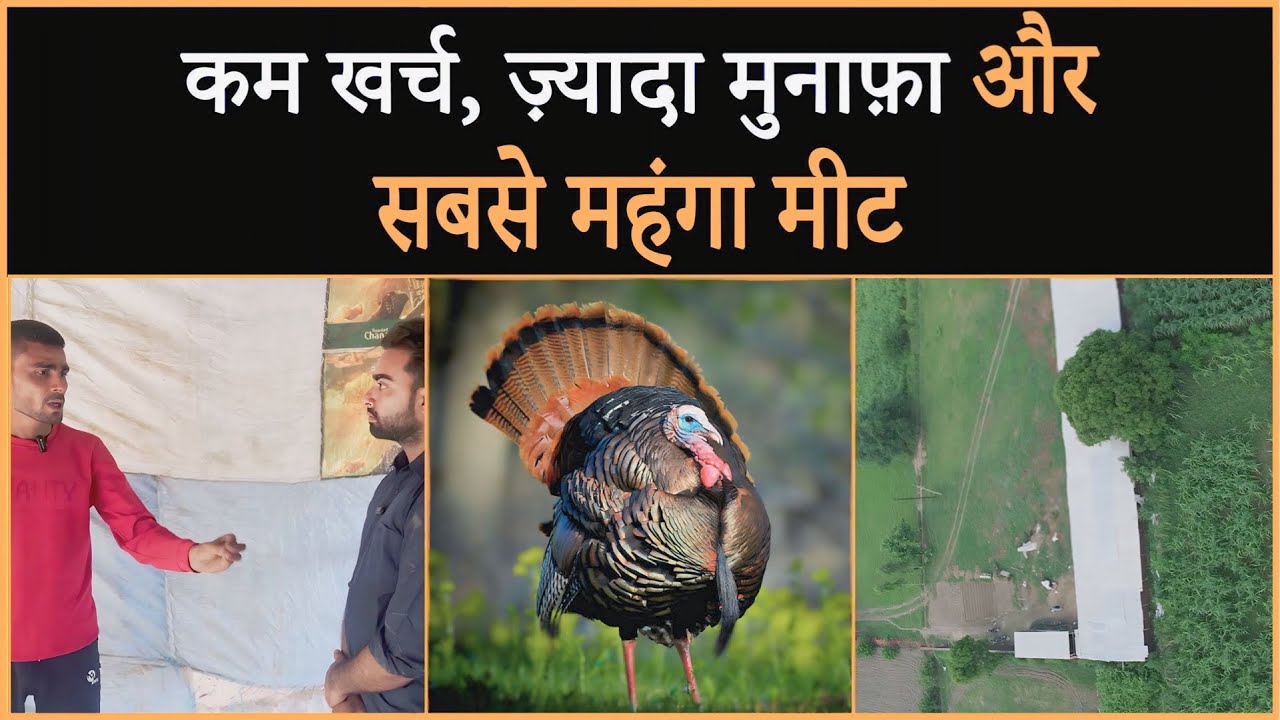 Turkey Birds Farming नए जमाने की उभरती खेती से बनाएं लाखों 