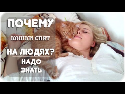 Почему кошки любят спать на людях?