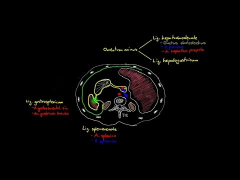 Bauch & Becken - Peritoneum (2/2) - Transversalschnitt
