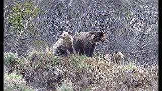 Close Grizzly Encounters while Backpacking the Taylor Fork