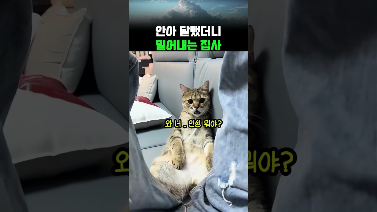안아달라는 고양이를 거절했더니 제대로 삐짐 #쇼츠 #공감 #웃긴영상 #유머 #animals #shorts