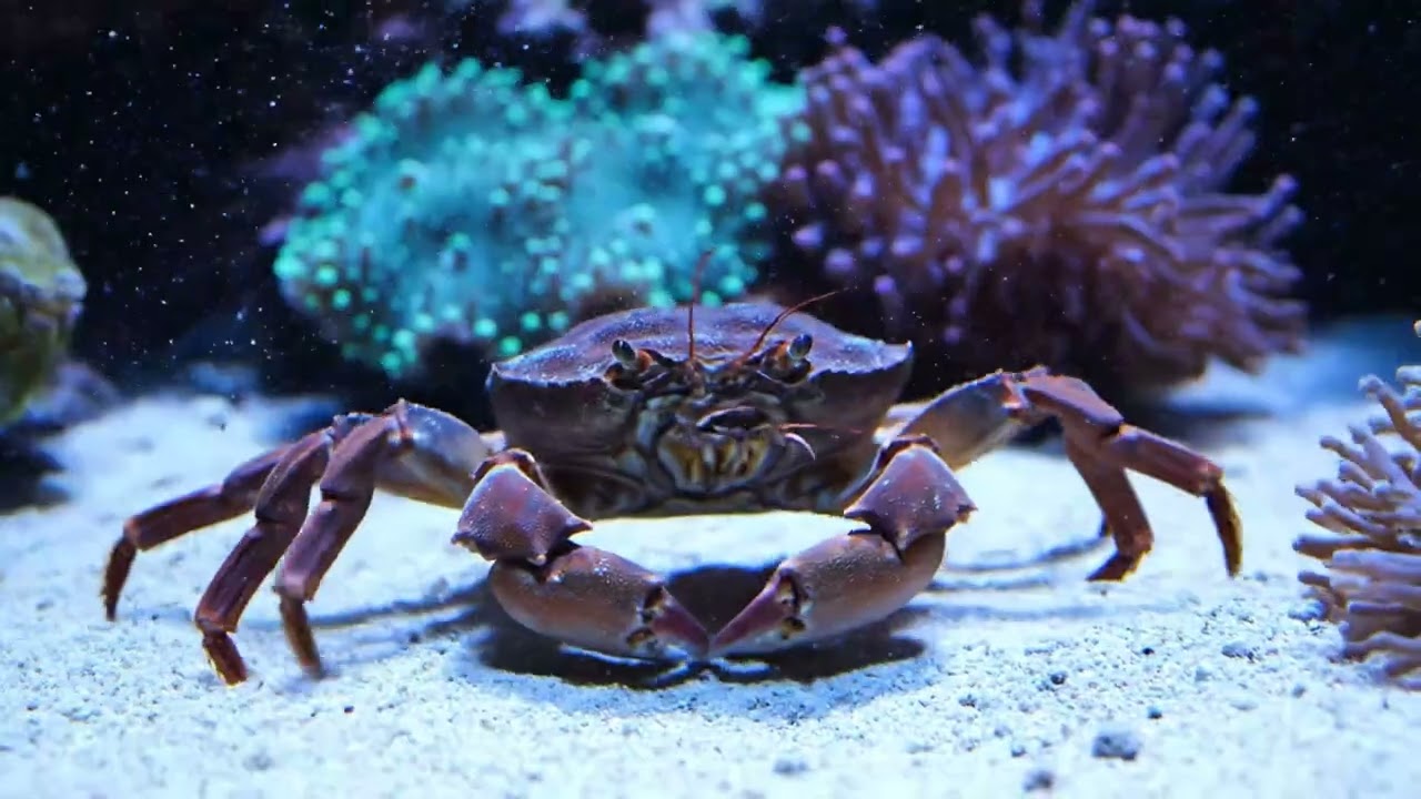 Ocean Calm | DREAM AQUARIUM 4K - Marine Life, Fish Tank Sounds for Deep Sleep