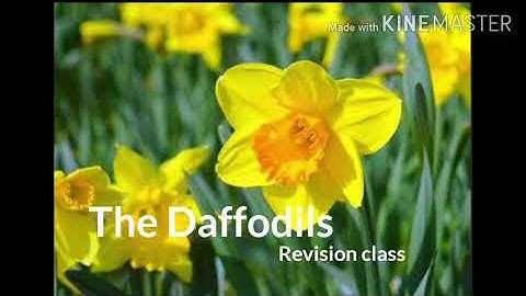 The Daffodils Detailed Explanation