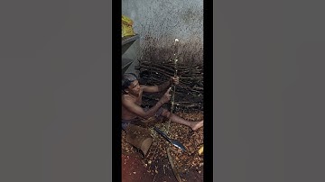 why ceylon cinnamon Is so Expensive l So Expensive