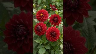 Dahlia Tuber To Stunning Deep Red Flowers 🌱🌺 Dahlia Life Cycle