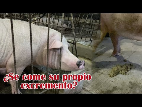 Video: ¿Por qué los cerdos comen estiércol?