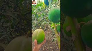 গাছের ফ্রেশ সবজি ও ফল তুলে নিলাম #fresh vegetables #food #foryou #viral