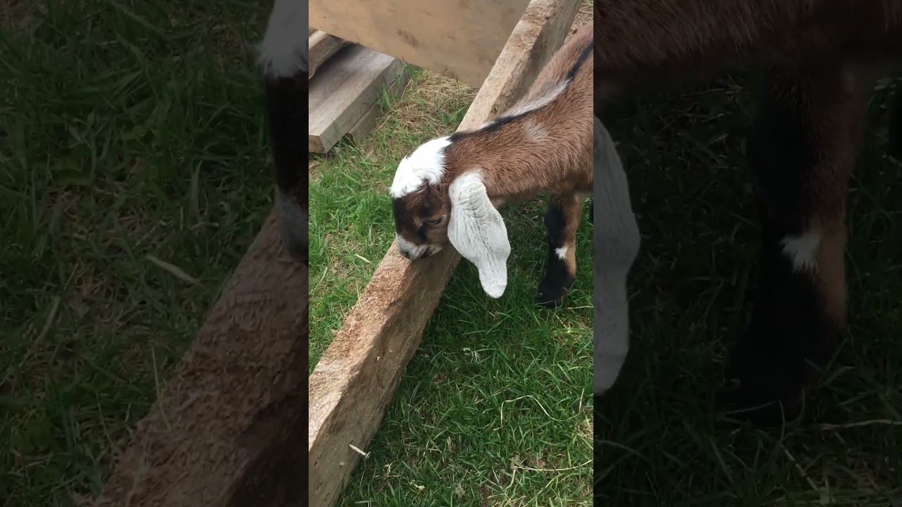 “Hootie” The Parrot Mouth Goat Update (part one) YouTube