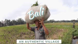 BALI: an authentic village nearby Ubud - video tour by wówtravels Indonesia