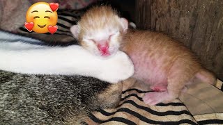 Mommy cat is just giving birth to baby kittens and looks so cute #cat #kitten #newborncat by Joyful Cat 7 views 1 year ago 8 minutes, 17 seconds