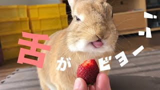 ペロペロと長い舌が出ちゃうウサギ #346