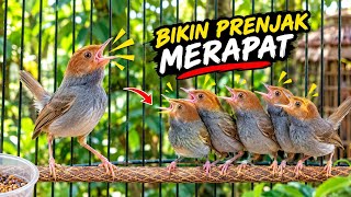 SUARA PEMIKAT PRENJAK‼️ BIKIN PRENJAK LIAR LANGSUNG NYAUT
