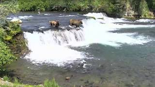 BEARS ◕ BROWN BEARS ◕ ANXIOUS MOTHER BEAR AS CUBS SLIDE OVER BROOKS FALLS ◕