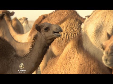 Katarske kamile na udaru Saudijske Arabije