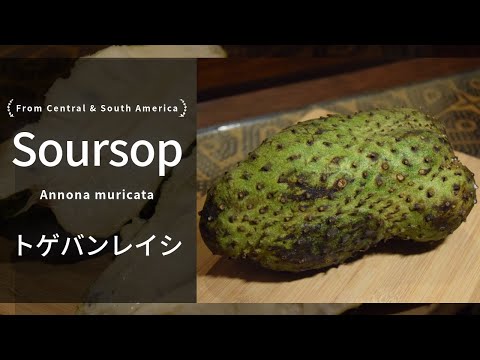 春*ら様 ササップ　サワーソップ　トゲバンレイシ　熱帯果樹　接木苗 世界の果物を食べる！【中南米編】熱帯果樹 サワーソップ(トゲ