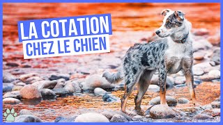 Comment fonctionne la cotation d'un chien LOF by Univers Canin 707 views 1 year ago 1 minute, 28 seconds