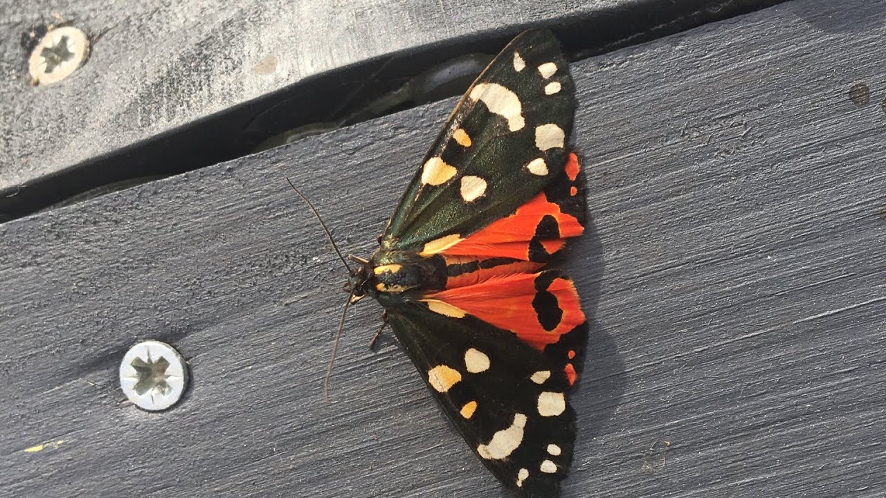 An amazing year moth trapping, best catches of 2024!