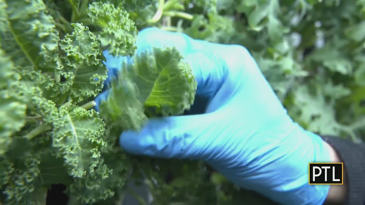 Veggie House Farm YouTube