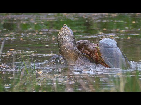 Snapping Turtles Mating