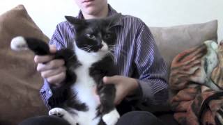 Download Lagu Cat Dubstep | Skrillex Cinema MP3 Download Lagu Cat Dubstep | Skrillex Cinema MP3