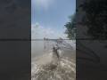 catch a big coral fish by cast net fishing #fishing #villagepond #castnetfishing