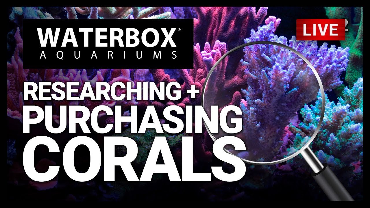 Coral 12. Water Box.