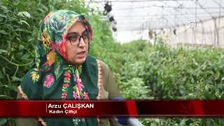 Sera Desteği Devletten Tohumlar Babaanneden