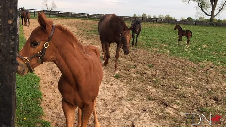 Jane Lyon and More Superstar Mares and Foals at Su...