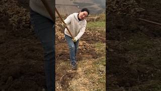 Digging Up Giant Ginger Roots! 🫚🔥#ginger #farminglife #ruralliving #countrysidelife #agriculture