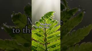 Discover the Magic in Nature's Smallest Details 🌿✨ #flute  #ambientmusic