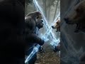 #ClashRoyaleAI #GorillaVsBear #EpicBattle #SwordFight #AngryBear #BeastMode #AIAnimation #ClashEdit