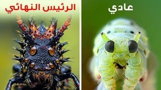 هذه اليرقات أصبحت نهمة للحم ولكن لماذا؟