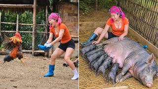 Caring for My Fierce Rooster and Chubby Wild Pigs on My Farm 🐓 | Diet's Story