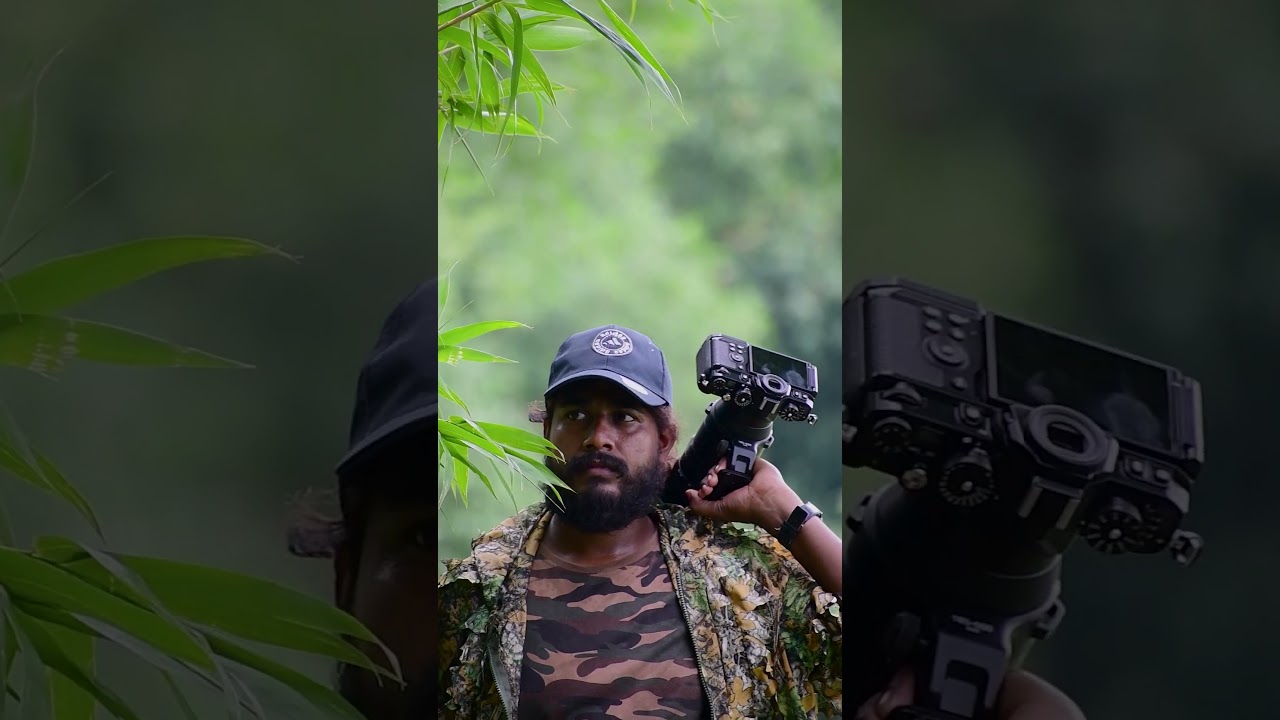 Wildlife Photography Youtube Shorts | Nature Photography | Bird Photography | 