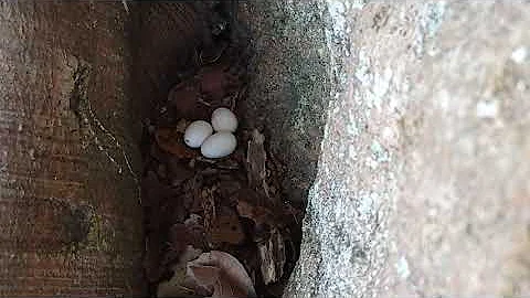 Para que serve o ovo de urubu?