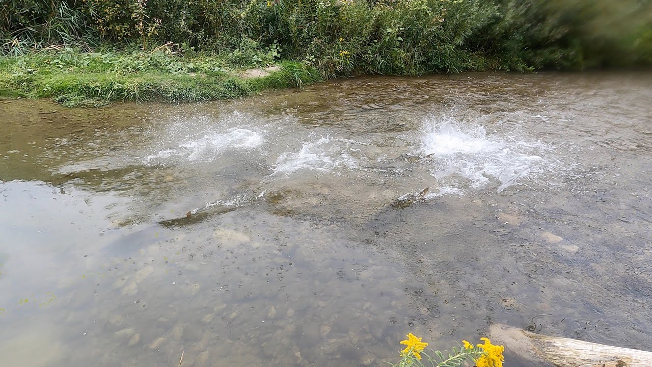 Salmon Run at Bowmanville Creek!! 🐟🐟 salmon shorts viral YouTube
